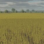 Canola foliages textures2