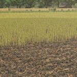 Canola foliages textures3