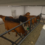 Cow Barn3