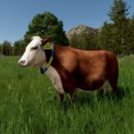 Cow Breeds
