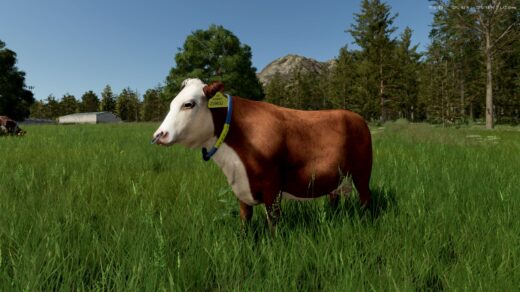 Cow Breeds