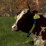 Cow Breeds4