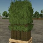 Pallet With Tree Seedlings4