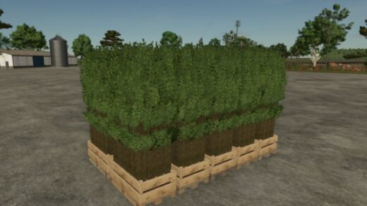 Pallet With Tree Seedlings6