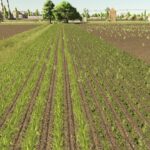 Polesine RCS5