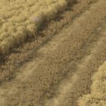 Straw Chopper Mod5