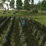 TerraFusion And Grape Olives Vines4