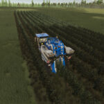 TerraFusion And Grape Olives Vines5