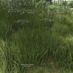 Grass Collection2