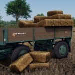 Lizard D442