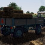 Lizard D444