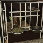 Calf Box