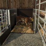 Calf Box3