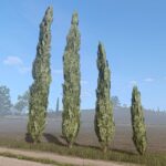 Cypress