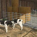Lizard Catch Gate2
