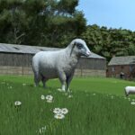 Sheep Breeds for RLRM