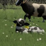 Sheep Breeds for RLRM2