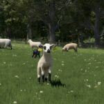 Sheep Breeds for RLRM3