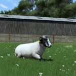 Sheep Breeds for RLRM4