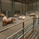 UK 4 Bay Pig Shed4
