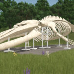 Whale Skeleton Sculpture