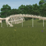 Whale Skeleton Sculpture2