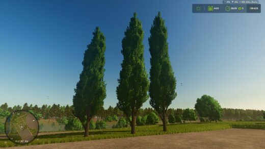 Black poplar