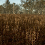 Improved Soybean Textures With Destructible Stubble5