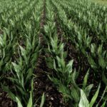 Maize Texture2