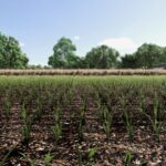 Maize Texture3