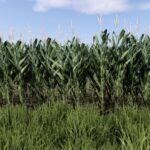 Maize Texture4