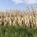 Maize Texture5