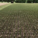 Maize Texture6