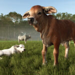 New expansion: Beans & Alpacas are coming