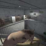 Small Pigsty With Barn4