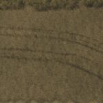 Straw and stubble texture2